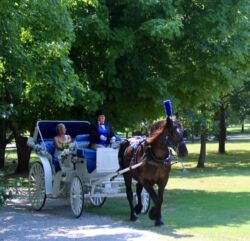 shady-lane-trotting